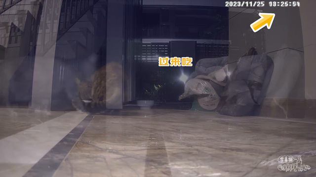 沒想到2024要抓的第一只浪貓，竟是自己家的貓｜李喜猫 смотреть онлайн