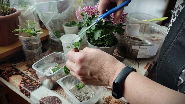 ? КОМНАТНАЯ ХРИЗАНТЕМА ? КАК УКОРЕНИТЬ ХРИЗАНТЕМУ? (посадка и уход в домашних условиях, в горшке) смотреть онлайн