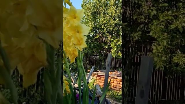 гладиолусы в вазоне смотреть онлайн