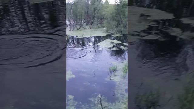 ловля карпа поплавочной удочкой 2015 Макарий Варнавинский район смотреть онлайн