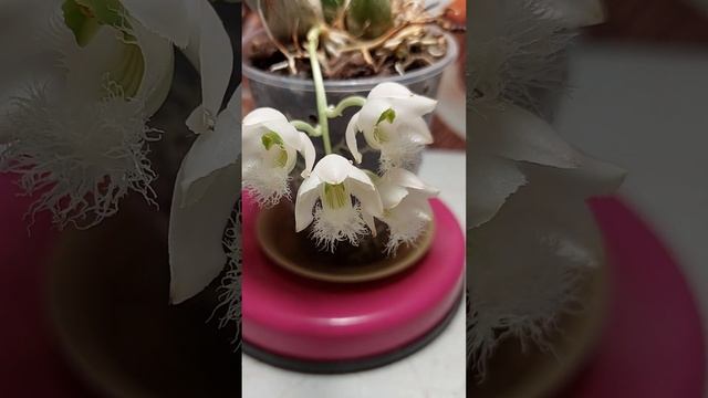 Clowesia grace Dun×rosea цветение .Clowesia rosea уход смотреть онлайн