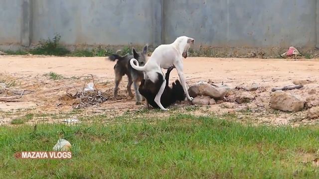 Awesome Three  Dogs !! Puppies Meeting German MAZAYA VLOGSSo Funny