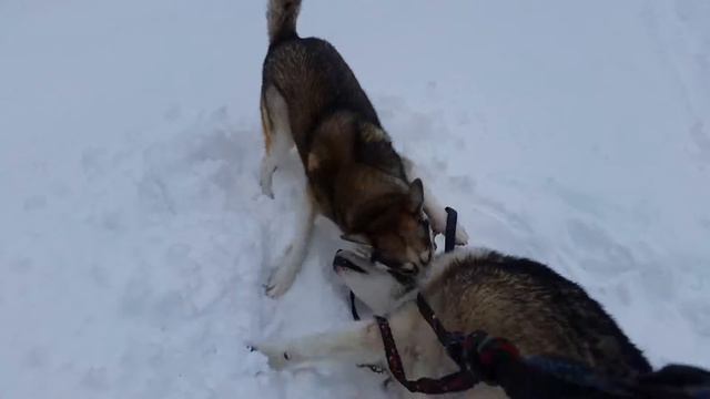 Snow Fight (Otus & Chinook Play) смотреть онлайн