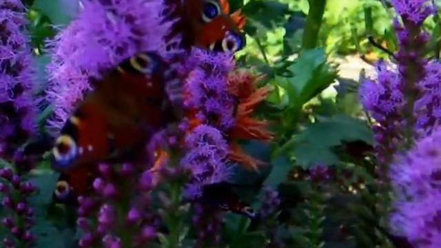 Бабочки на цветах лиатриса в саду.Butterfly garden. смотреть онлайн