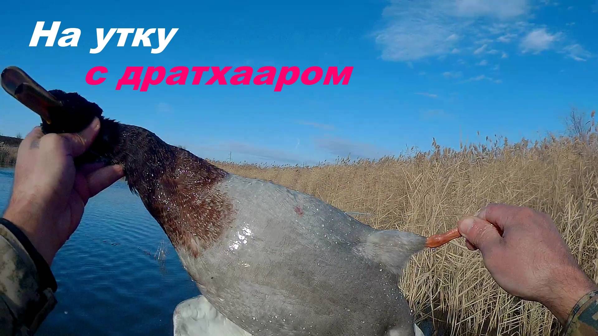 Охота на утку с молодой легавой смотреть онлайн
