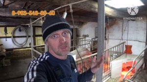 Забой свиньи породы пьетрен ?