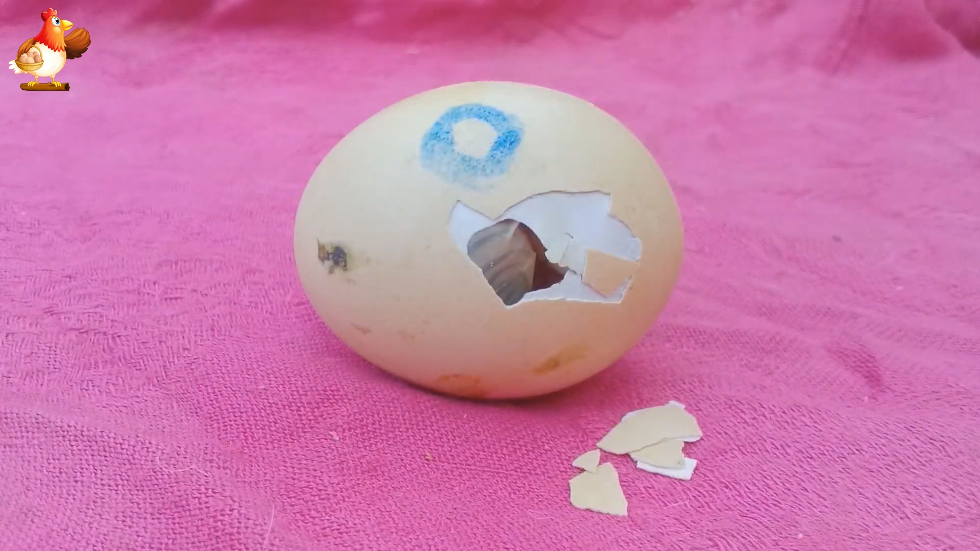 Как помочь цыпленку вылупиться, если в яйце лишь наклевка и сутки нет движений смотреть онлайн