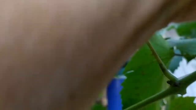 Мой выходной,сбор винограда. смотреть онлайн