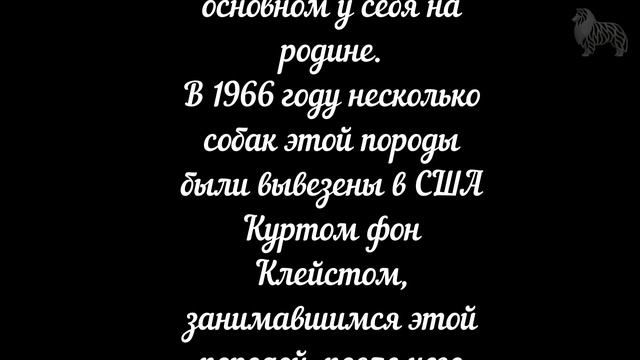 Каталог пород собак. Большой мюнстерлендер Grosser Münsterländer Vorstehhund, Münsterländer смотреть онлайн