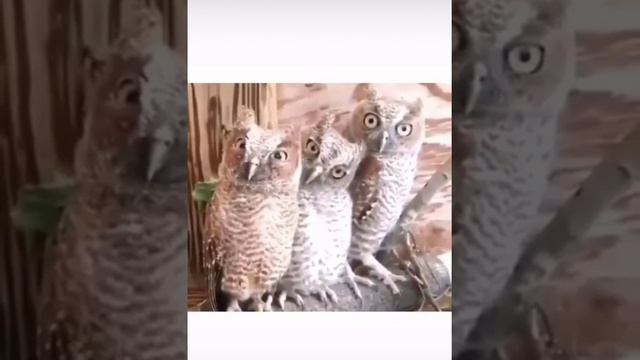Школьники на уроке алгебры))) смотреть онлайн