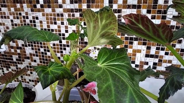 Обзор цветущих бегоний, сорта и виды !!! смотреть онлайн