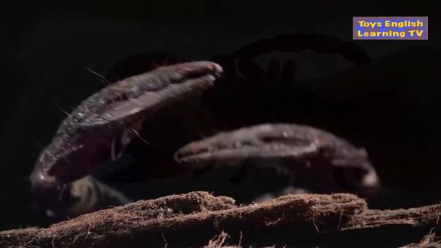 Учим Животных на английском 丨Баффало丨Медведь гризли丨Кальмар丨Скорпион丨Олень丨Тигр丨Собака смотреть онлайн