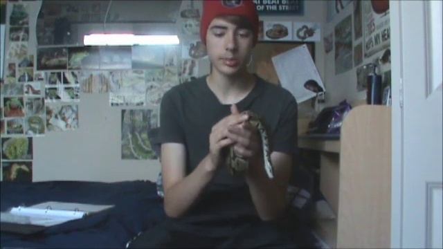 Ball Python Care Video + Care Sheet (Description) смотреть онлайн