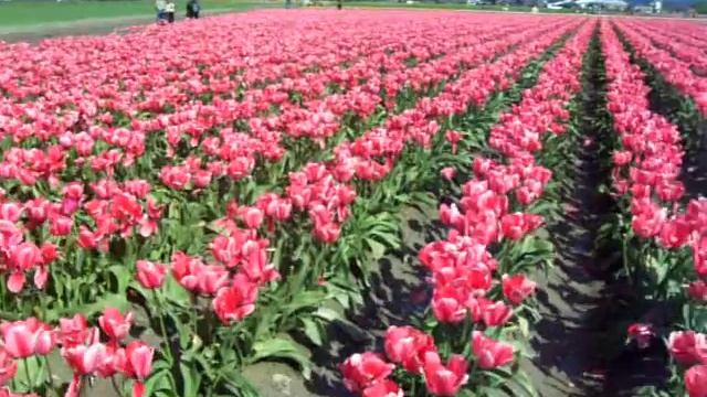 Lovely Pink Tulip Field смотреть онлайн