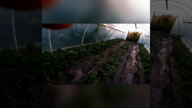 Сады Мира отзыв смотреть онлайн