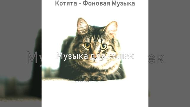 Чувство (Расслабляющие кошки) смотреть онлайн