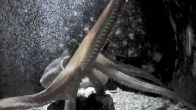 CRETAquarium HD смотреть онлайн