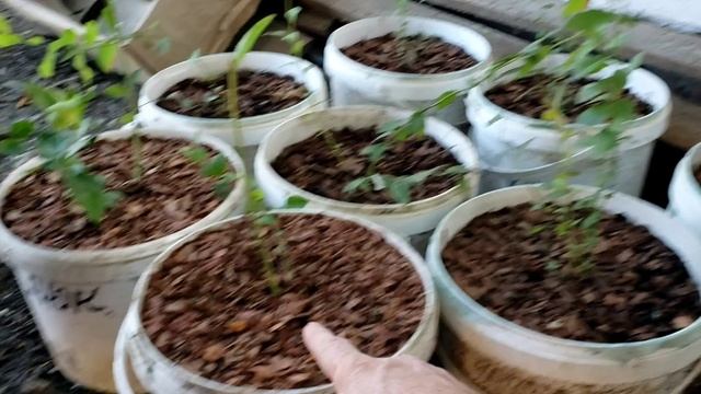 Саженцы ягодный культур от частного питомника Ягодное Подворье смотреть онлайн
