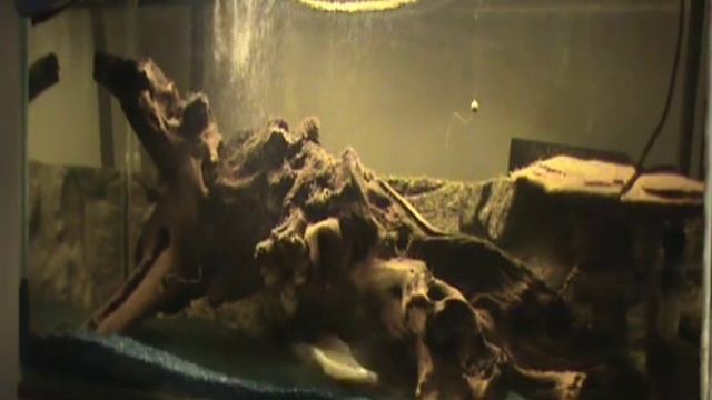 siluro - silurus glanis смотреть онлайн