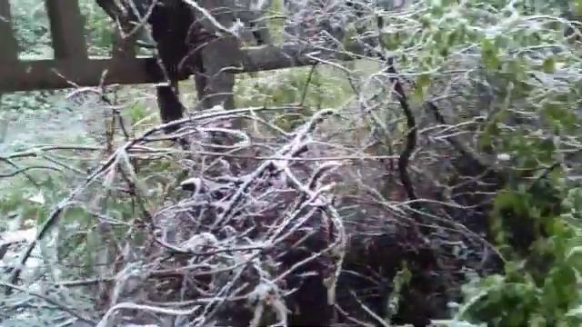 В Крыму снег заметает цветущую сирень, 23 апреля 2017 смотреть онлайн