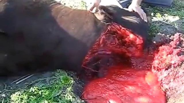 всё по халялу It's All About Halal