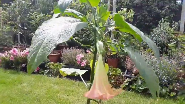 Squirrel alert and first flower on my Brugmansia cutting смотреть онлайн