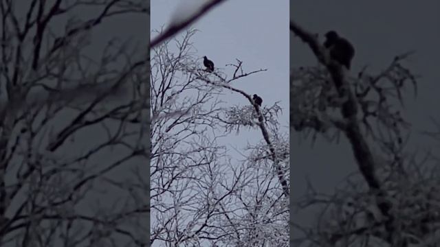 зимняя охота-фотоохота на косачей смотреть онлайн