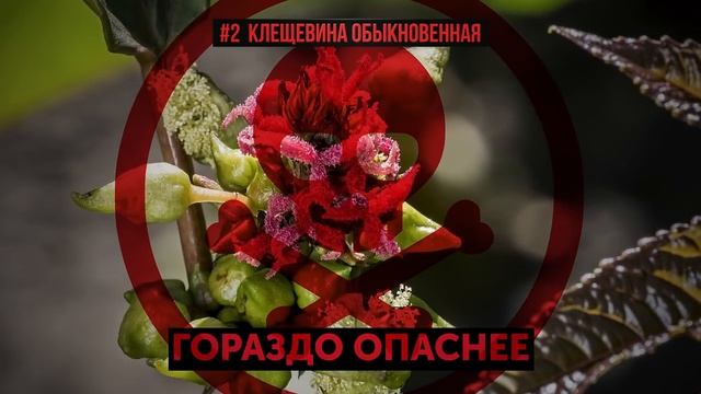 Никогда Не Трогайте Это Растение смотреть онлайн