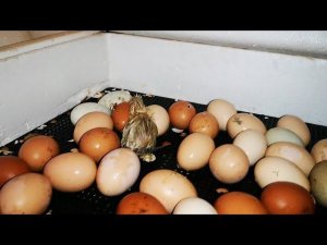 Инкубатор, инкубация, брудер, цыплята  -  бегаю по делам в саду