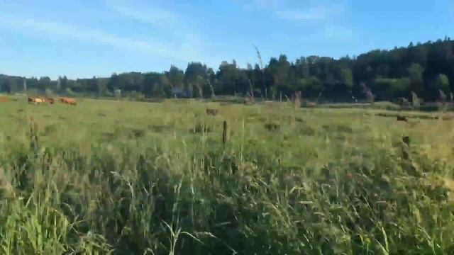 UFO cow abduction by Alien смотреть онлайн