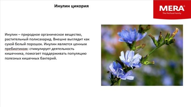 Основы питания кошек и собак смотреть онлайн