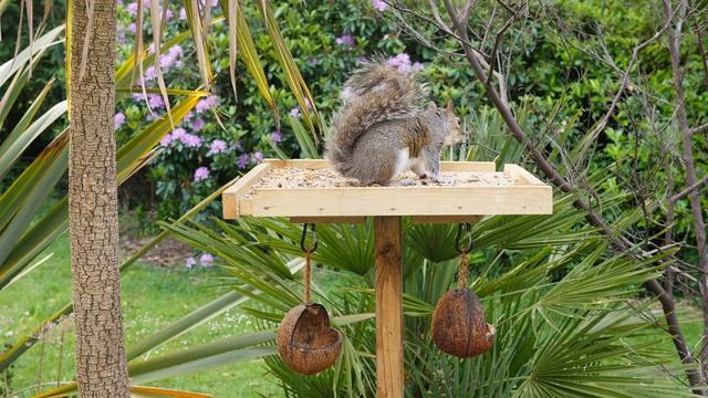 Cat TV for Cats to Watch ? Starling Frenzy ~ Birds for Cats to Watch ? Squirrel Videos for Cats смотреть онлайн