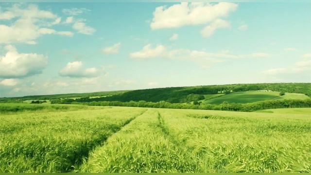 Легенда о ромашке смотреть онлайн