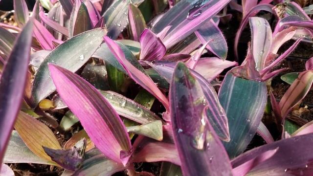 Tradescantia Pallida (Variegated) House Plant