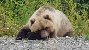 Пикник на обочине. Не кормите диких животных !