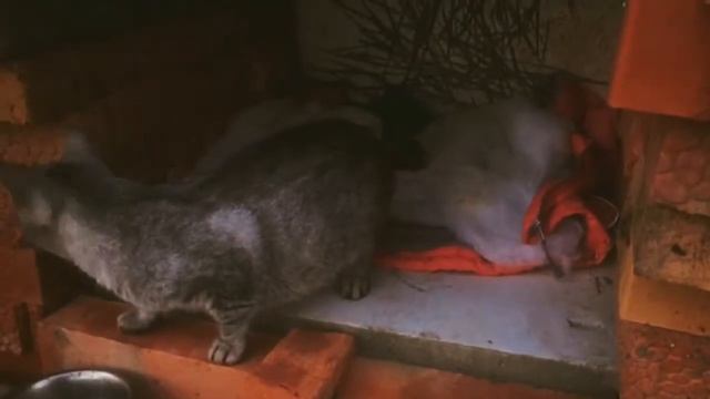 СПАСАЕМ КОТЯТ!