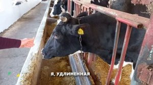 Молочные коровы. Как выбрать молочную корову.