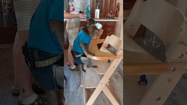 Фрагменты жизни в обезьяньем доме🐒🙂 смотреть онлайн