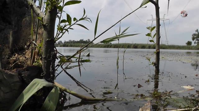 Река Понура, поплавочная удочка, поклевка Карася на червя. Рыбалка. Fishing. angeln смотреть онлайн