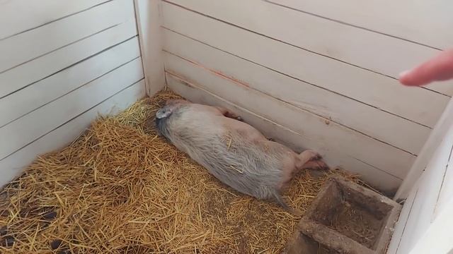 курятник закончили)) обьект сдан)) остался один день)) смотреть онлайн