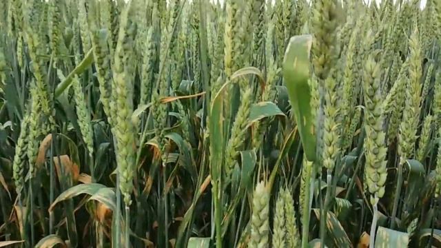 Обустраиваю дом,клею обои один. Жизнь в деревне. смотреть онлайн