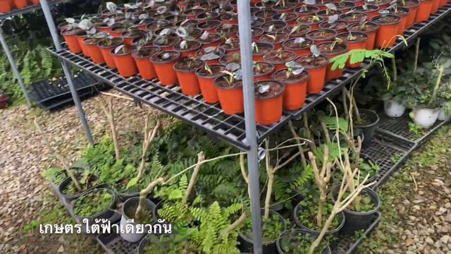 Alocasia-อโลคาเซียเข้าใหม่ -นำเข้าจากสิงคโปร์ смотреть онлайн