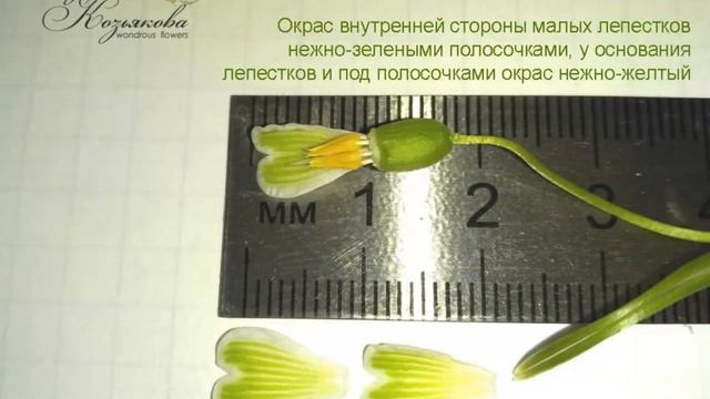 Подснежник, ботанический разбор. смотреть онлайн