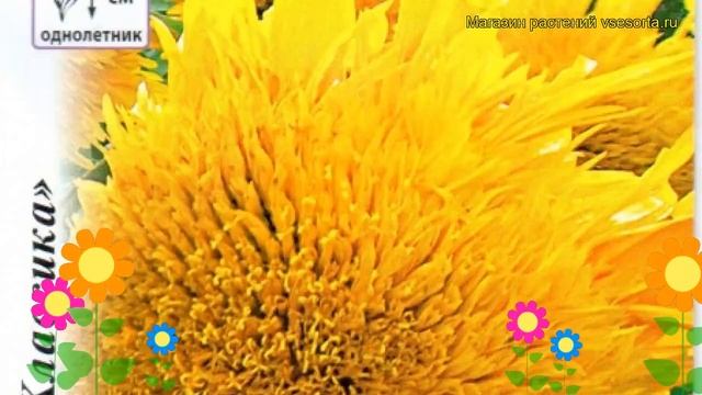 Подсолнечник декоративный Дважды Два Махровый. Краткий обзор, описание Helianthus Harlequin