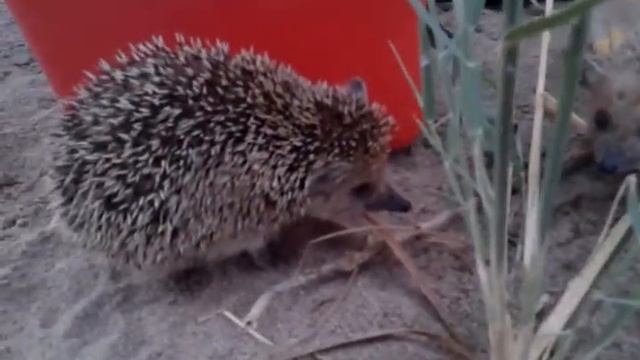Hedgehogs eat corn (Ёжики едят кукурузу ) смотреть онлайн