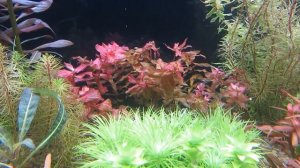 ? Передозировка калия в аквариуме.