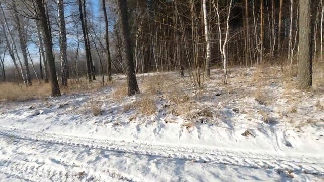 Фотоохота с Альбертом.  Исследую следы на выпавшем снегу.