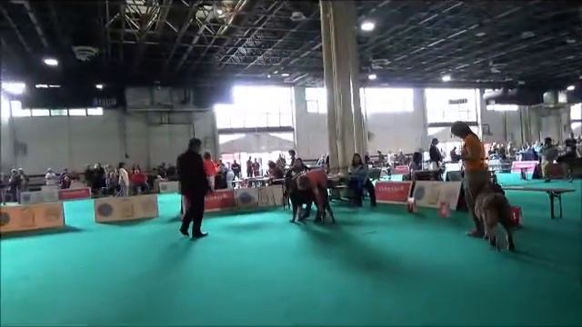 CACIB щенки и юниоры, Будапешт Май 15, 2013 смотреть онлайн