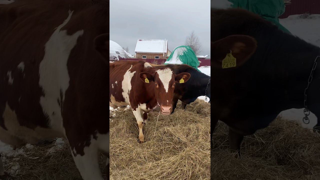 Начинающий фермер смотреть онлайн