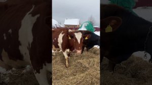 Начинающий фермер